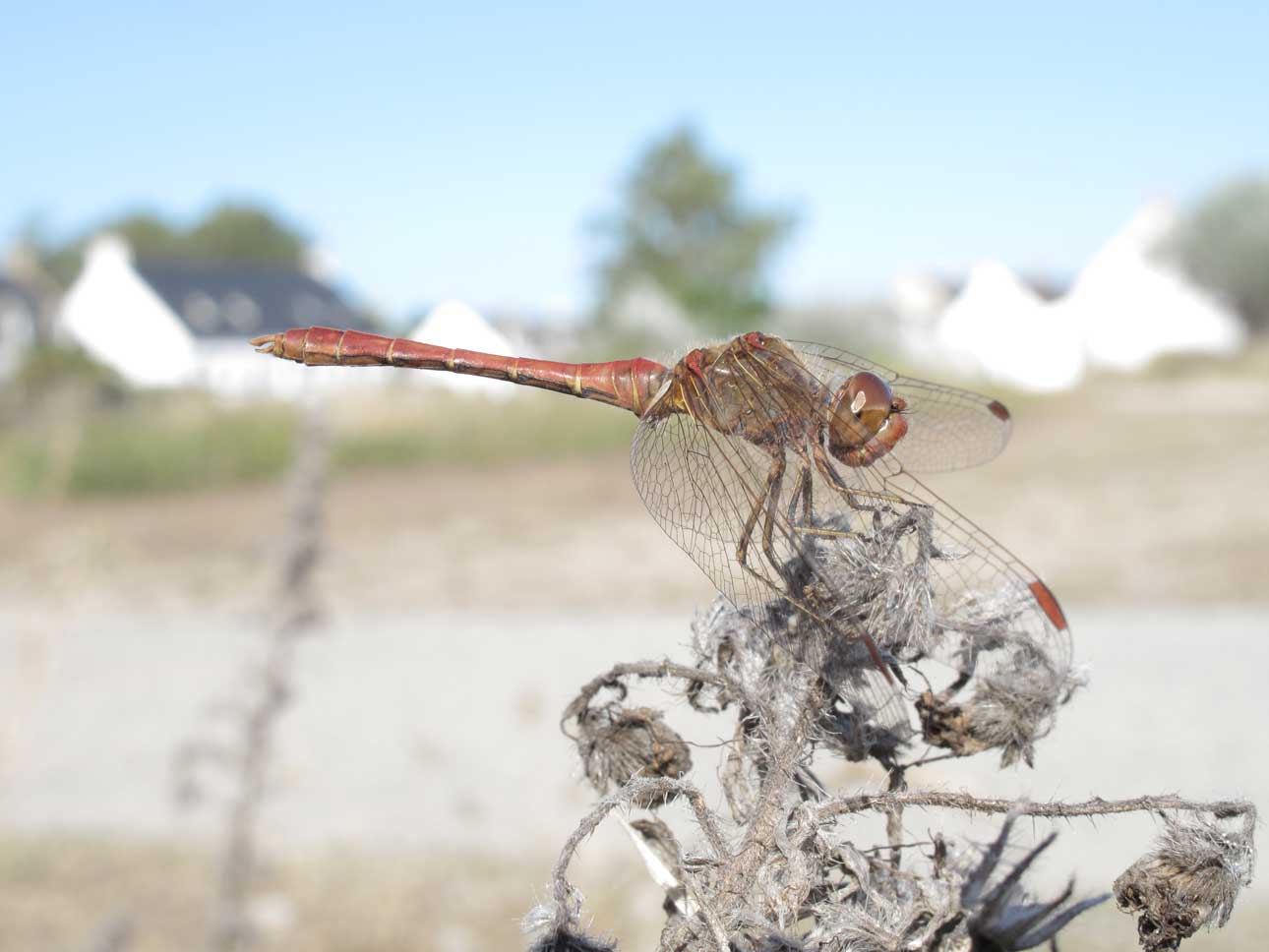 Sympetrum male de profil