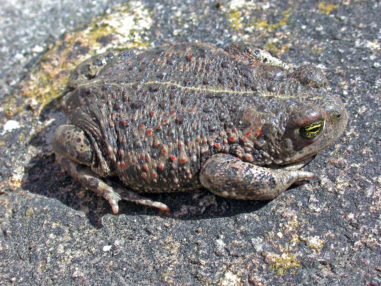 Bufo calamita vue dorsale