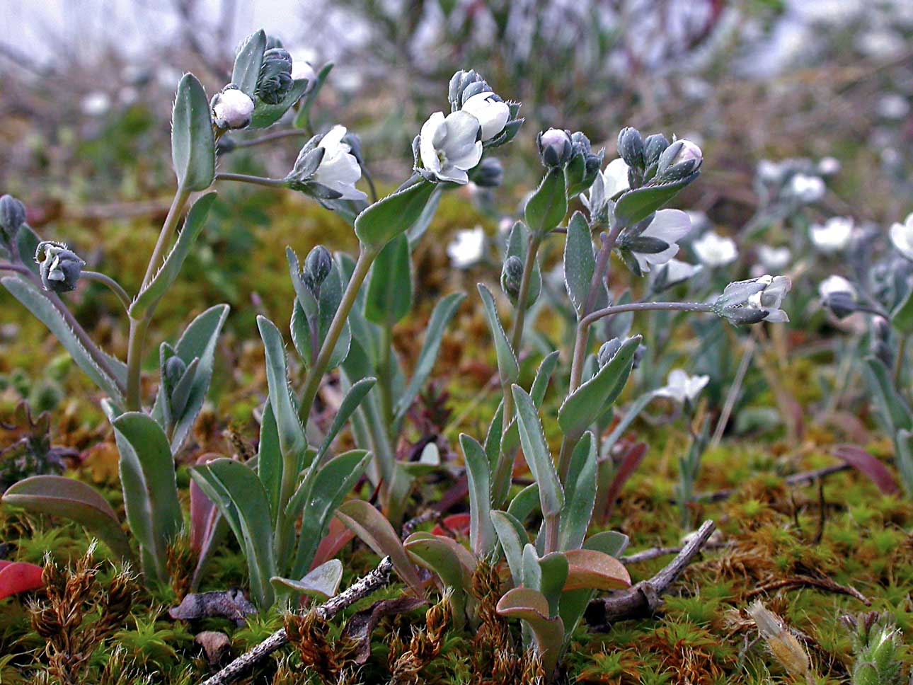 Omphalodes littoralis plusieurs fleurs