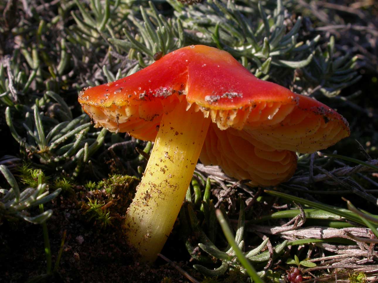 Champignon hygrocybe aurantiolutescens