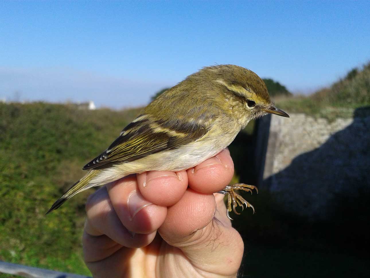 oiseau gros plan