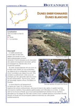 Dunes blanches